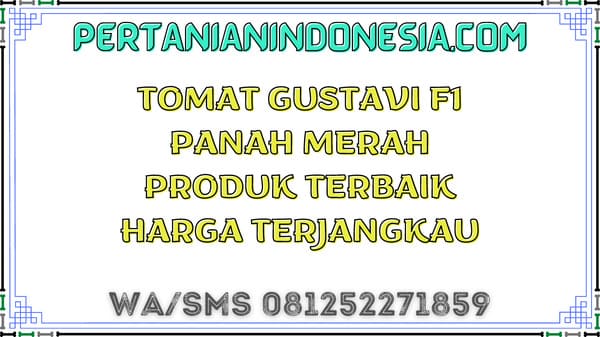 Tomat Gustavi F1 Panah Merah Produk Terbaik Harga Terjangkau